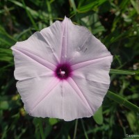 Ipomoea asarifolia (Desr.) Roem. & Schult.